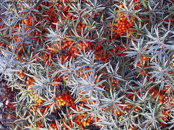  Sea Buckthorn Picture Board by Paul Williams