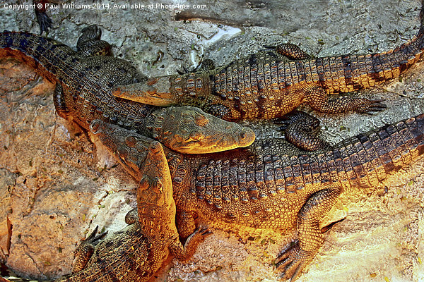Young Crocodiles  Picture Board by Paul Williams