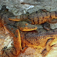 Buy canvas prints of Young Crocodiles  by Paul Williams