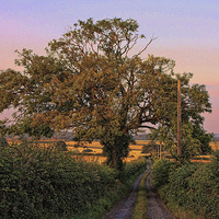 Buy canvas prints of  Lane and Tree by Paul Williams