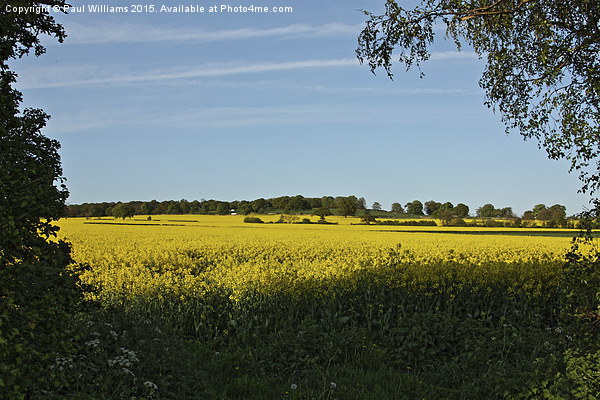 Field of Oilseed Rape in Shropshire  Picture Board by Paul Williams