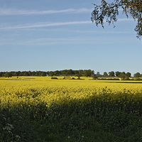Buy canvas prints of Field of Oilseed Rape in Shropshire  by Paul Williams