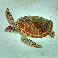 Buy canvas prints of Turtle with Bubbles  by Paul Williams