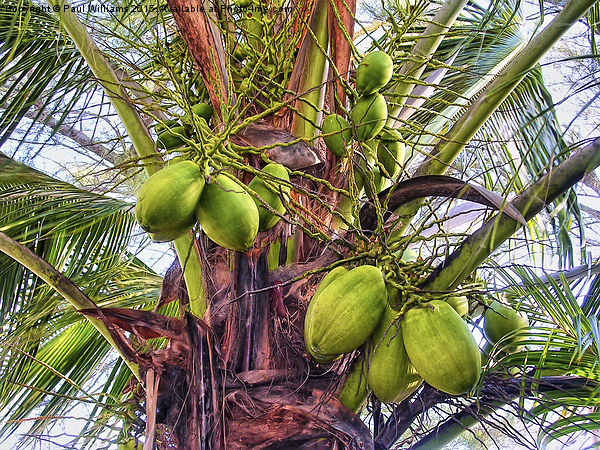 Palm Coconuts Picture Board by Paul Williams