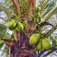 Buy canvas prints of Palm Coconuts by Paul Williams