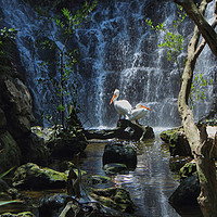 Buy canvas prints of Pelicans & Waterfall by Paul Williams