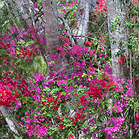 Buy canvas prints of Bougainvillea by Paul Williams