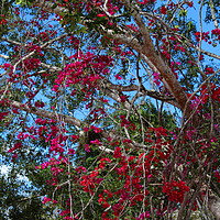 Buy canvas prints of Bougainvillea  2 by Paul Williams