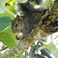 Buy canvas prints of Mexican Grey Squirrel by Paul Williams