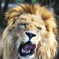 Buy canvas prints of Roaring Lion by Sarah Griffiths
