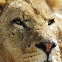 Buy canvas prints of Pensive Lion by Sarah Griffiths