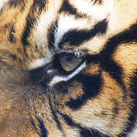 Buy canvas prints of Eye Of The Tiger by Sarah Griffiths