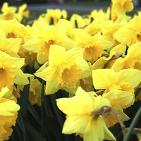Buy canvas prints of Daffodils by Sarah Griffiths