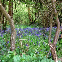 Buy canvas prints of Bluebell Wood by Sarah Griffiths