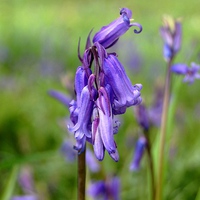 Buy canvas prints of Bluebell by Sarah Griffiths