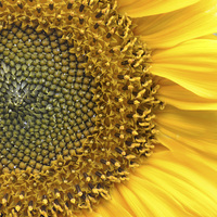 Buy canvas prints of Sunflower by Sarah Griffiths
