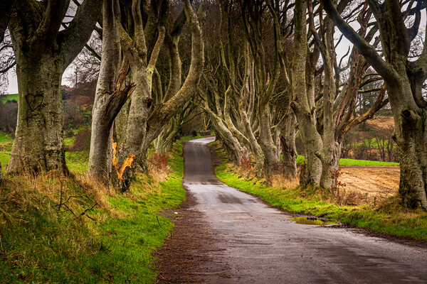 The Dark Hedges County Antrim Northern Ireland Picture Board by Chris Curry