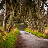 Buy canvas prints of The Dark Hedges County Antrim Northern Ireland by Chris Curry