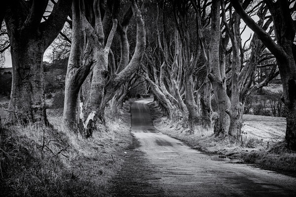 The Dark Hedges Black and White County Antrim Northern Ireland Picture Board by Chris Curry