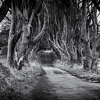 Buy canvas prints of The Dark Hedges Black and White County Antrim Northern Ireland by Chris Curry