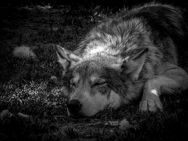 Wolf Dog Resting Alberta Canada Picture Board by Chris Curry