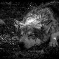 Buy canvas prints of Wolf Dog Resting Alberta Canada by Chris Curry