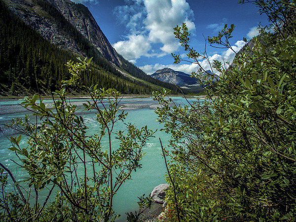  Bow River flowing Rocky Mountains Canada Picture Board by Chris Curry