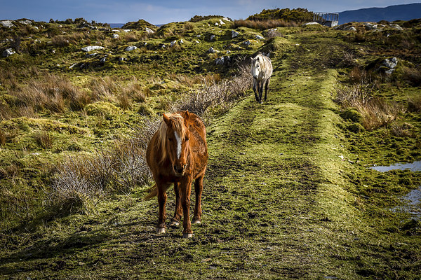 Horses Greeting in Rosbeg Donegal Ireland Picture Board by Chris Curry