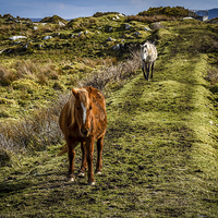 Buy canvas prints of Horses Greeting in Rosbeg Donegal Ireland by Chris Curry