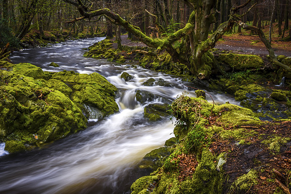Tollymore Forest, Northern Ireland, Mournes  Picture Board by Chris Curry