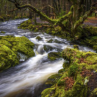 Buy canvas prints of Tollymore Forest, Northern Ireland, Mournes  by Chris Curry