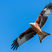 Buy canvas prints of Red Kite Under a Blue Sky by Dave Wood