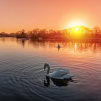 Buy canvas prints of Swans on the lake at sunrise by Dave Wood