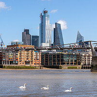 Buy canvas prints of Swans on the River Thames and London Skyline by Dave Wood