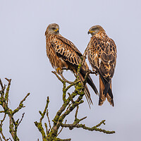 Buy canvas prints of Red Kite by Dave Wood