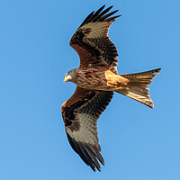 Buy canvas prints of A close up of a red kite flying in the sky by Dave Wood