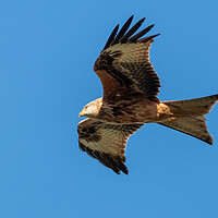 Buy canvas prints of A close up of a red kite flying in the sky by Dave Wood