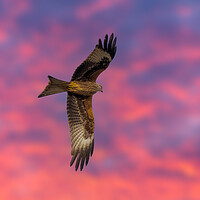 Buy canvas prints of Red Kite Red Sky by Dave Wood