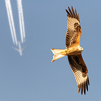 Buy canvas prints of Red Kite and Airplane by Dave Wood