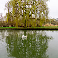 Buy canvas prints of Weeping Willow and Swan, Bedford, England by Dave Wood