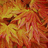Buy canvas prints of Japanese Red Maple by Ian Pettman