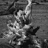 Buy canvas prints of Beached Driftwood by Ian Pettman