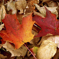 Buy canvas prints of  Michigan Fall Leaves by Ian Pettman