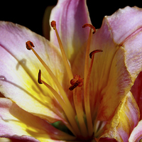 Buy canvas prints of Asiatic Lilly by Ian Pettman