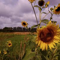 Buy canvas prints of  Sunflower Fields by Ian Pettman