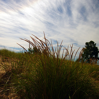 Buy canvas prints of September Dune Grass and Sky by Ian Pettman