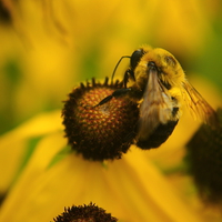 Buy canvas prints of  Honey Bee on Coneflower by Ian Pettman
