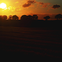 Buy canvas prints of  Wheat Field Sun Set by Ian Pettman