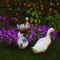 Buy canvas prints of  Ducks and Daisies by Ian Pettman