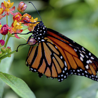 Buy canvas prints of Monarch Butterfly by Ian Pettman